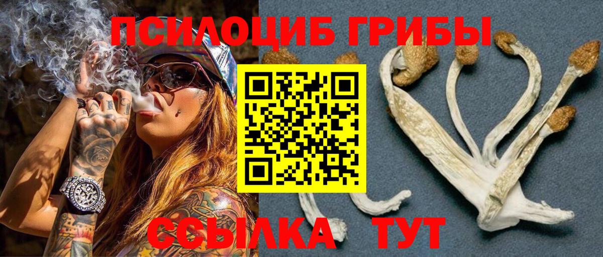 Псилоцибиновые грибы Psilocybe Кубинка